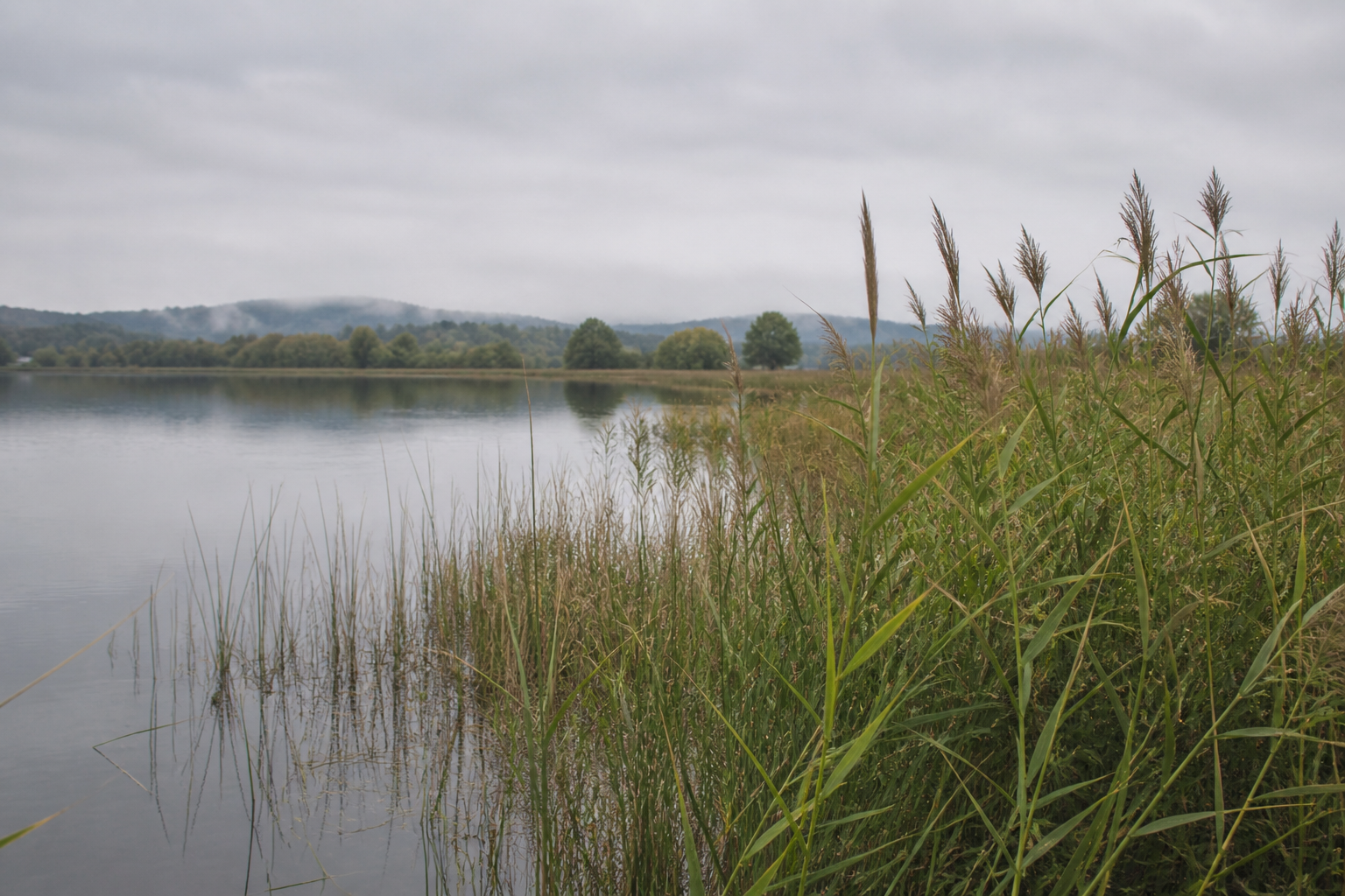Schilf und Wasser im Robenhauser Ried